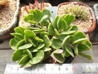 야곱세니 Succulent