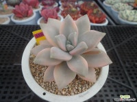 용월금3-1514 Variegated