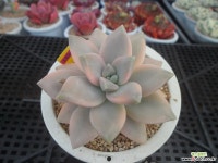 용월금3-1514 Variegated