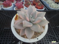 용월금3-1514 Variegated