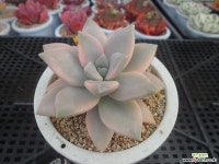 용월금3-1514 Variegated