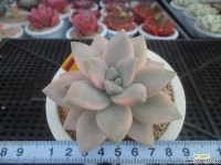 용월금3-1514 Variegated