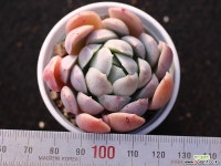 실버토우 A7440 Succulent