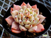 Echeveria mexensis Zaragosa Succulent