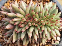 마리아철화 313_W47 다육식물