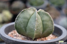 난봉옥 선인장 0311-87  선인장