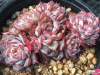 기차길옆다육이