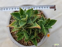 용산_225 선인장