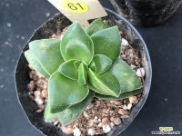 신동 61 천원상품