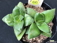 신동 66 천원상품