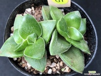 신동 67 천원상품