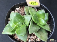 신동 67 천원상품