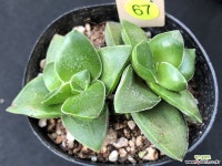 신동 67 천원상품