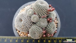 보산중품3071 선인장