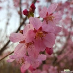 복숭아나무 묘목/결실주 유실수  묘목