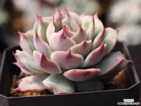 핑크팁스 A1220 다육식물