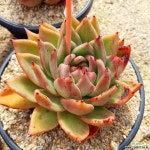 원종베션,인디언바손 중품(화상자국약간) 다육식물