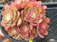 기차길옆다육이