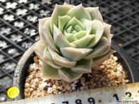 얼큰이 러블리로즈 다육식물