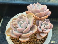 핑크파이 3 다육식물