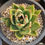 환엽마리아 다육식물