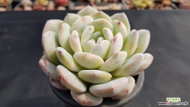 성영중품 1587 다육식물