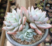 산적다육