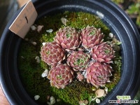 그린솔방울바위솔-1 바위솔