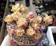 산적다육