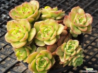 기차길옆다육이