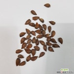 사과나무씨앗(50g)교재용(500립) 나무/과실류 씨앗