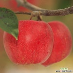 사과나무(부사) 결실주분-4년생 조경수