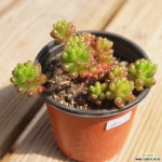 레드베리 0322-55 다육식물