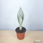 문샤인 산세베리아 공기정화식물 달빛산세 한빛농원 공기정화식물