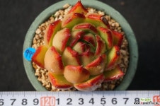 999 한스 다육식물