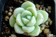 아이시그린-GW083 다육식물