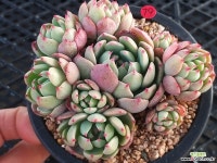 기차길옆다육이