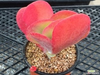 기차길옆다육이