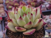 에보니sp 다육식물