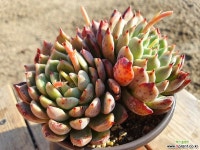 보카나 02.55 0324 다육식물