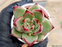 로즈팜 1-188 다육식물