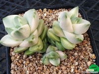 기천금 3두 다육식물