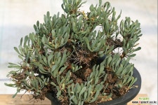 othonna euphorbiades 오쏘나 아프리카식물