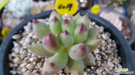 연지곤지4017 다육금