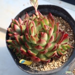 다크누브라 700403 다육식물