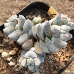 아이보리타워(649) 다육식물