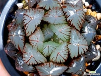 수정(대묘) 94- 하월시아