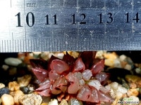 수정연필 94- 하월시아