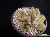 웅동자금539 다육식물