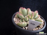 웅동자금539 다육식물